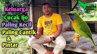 Mengenal Burung Kinoi /Cucak Rantai Emas Dari Sumatera