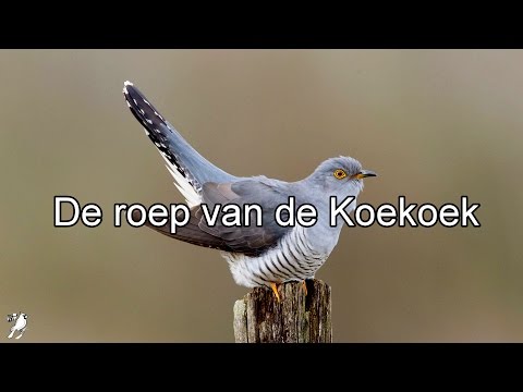 De roep van de Koekoek (HD - HiFi audio)