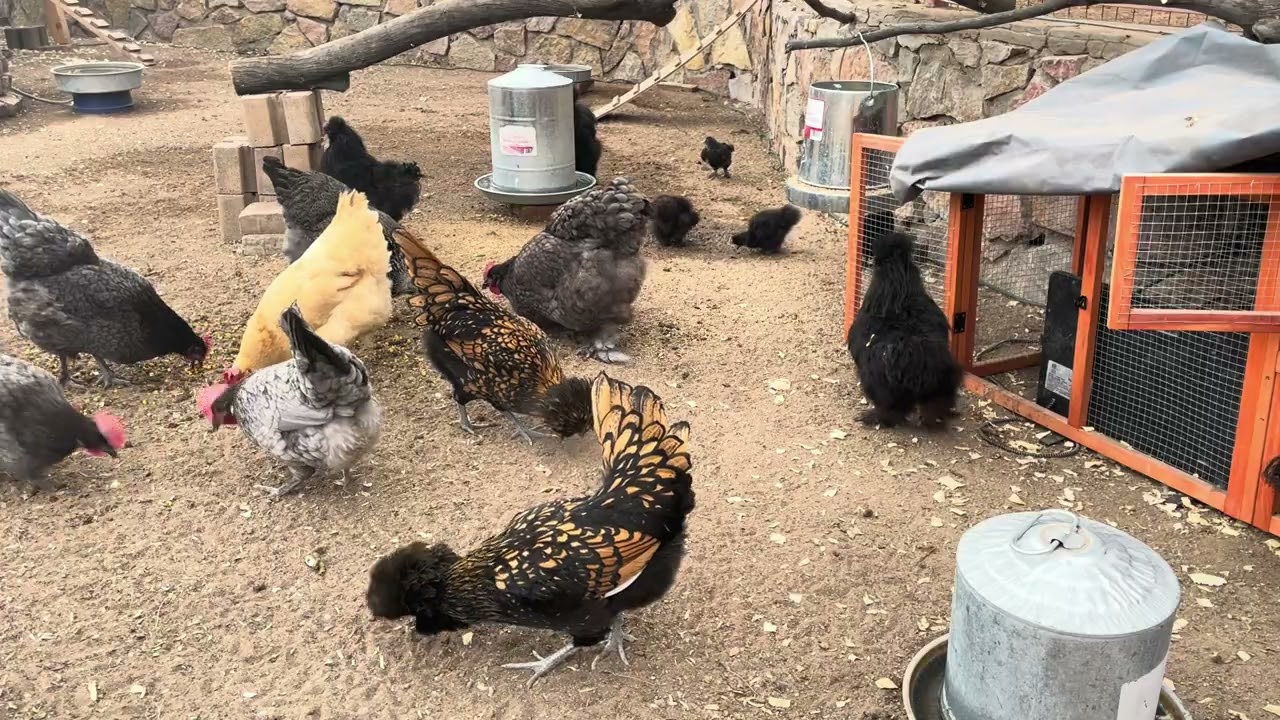 The flock loving the treats! 