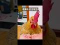 雌鶏をペットにしているのを見たことがありますか？ #動物のサムネイル