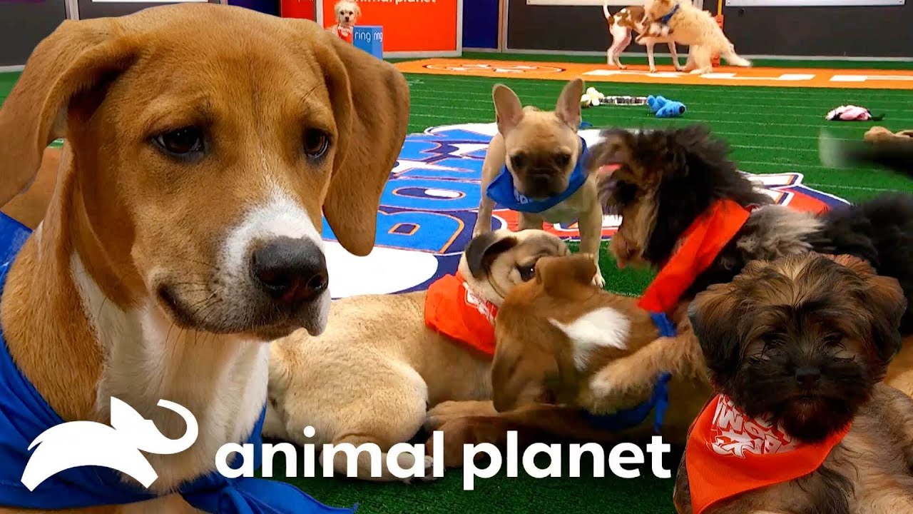 Play: Best Puppy Pile-up Moments: wholesome chaos from Puppy Bowl