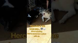 The pack is waiting for you 🤍🐾 #houseofhercules #mentalhealthmatters #GoodMorning #youarenotalone