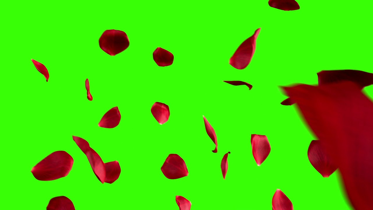 Rose petals falling green screen animations Rose flowers Petals Chroma key YouTube