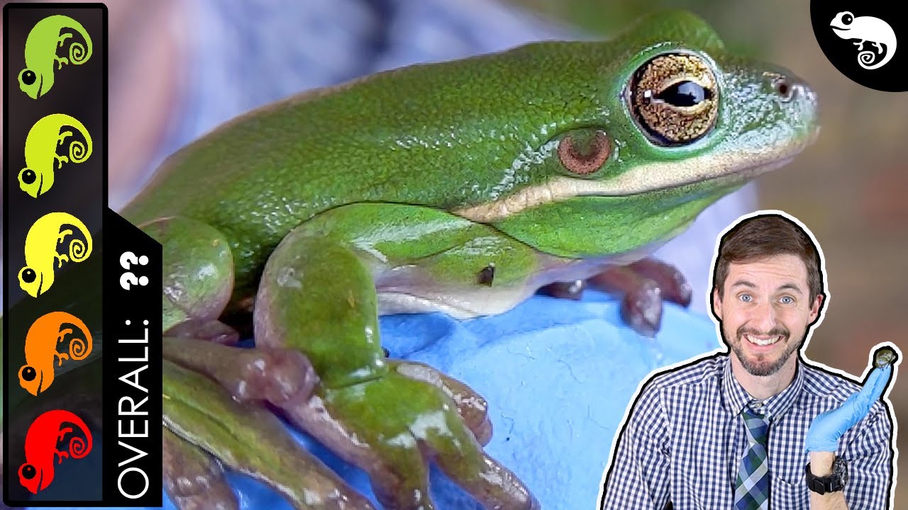 Green Tree Frog, The Best Pet Amphibian? 