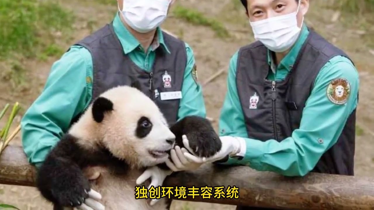 跨越国界的熊猫情缘：姜爷爷与 福宝 的治愈故事；养育是场双向奔赴——我们治愈动物，动物更治愈我们。