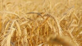 Den Wheat Close-Up Stock Video