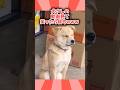 ㊗️100万再生突破！！！犬さんの動画見て笑ったら寝ろwwwww