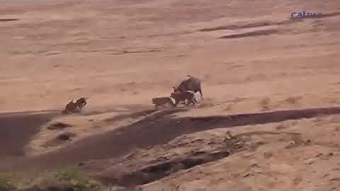 videoplayback   2025 09 13T214743 392