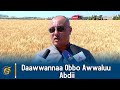 Daawwannaa Obbo Awwaluu Abdii