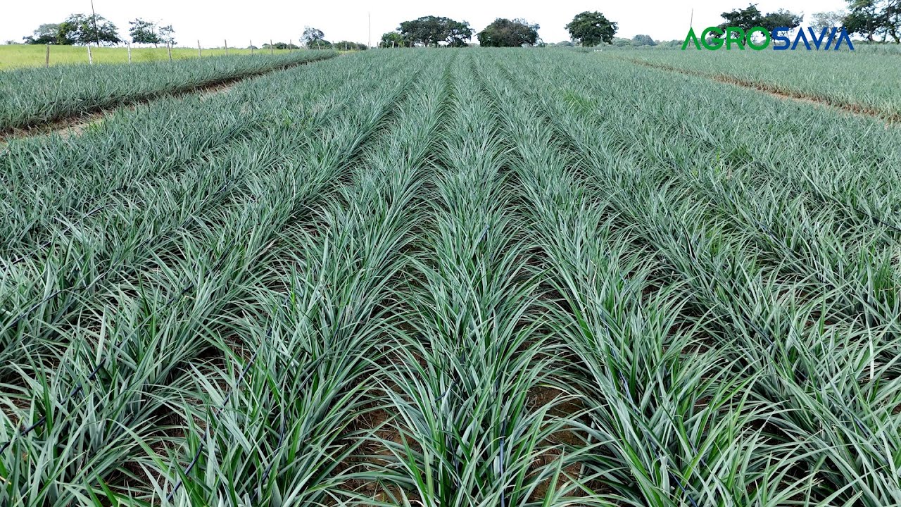 Producción de semilla de piña con calidad. Pilar fundamental para el ...