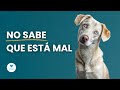 Tu perro no siente culpa (y este gesto lo demuestra)