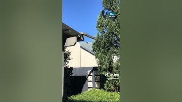 Five-metre long snake spotted slithering across rooftops #itvnews #news #snake #Australia