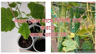 লন্ডন কোন মাসে চিচিঙ্গা চাষ করবেন জেনে নিন। How to grow snake gourd