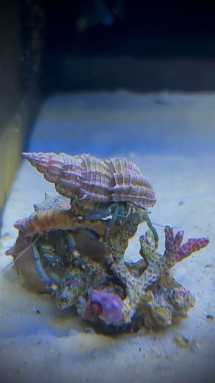 Einsiedlerkrebs-Schaukel Aus Gummi – 9,4 Cm Durchmesser, Mit Saugnapf & Seil, Für Aquarium & Terrarium