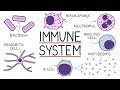 Understanding the immune system in one