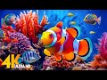 Aquarium 4K VIDEO (ULTRA HD) 🐠 Beautiful Coral Reef Fish - Relaxing Sleep Meditation Music