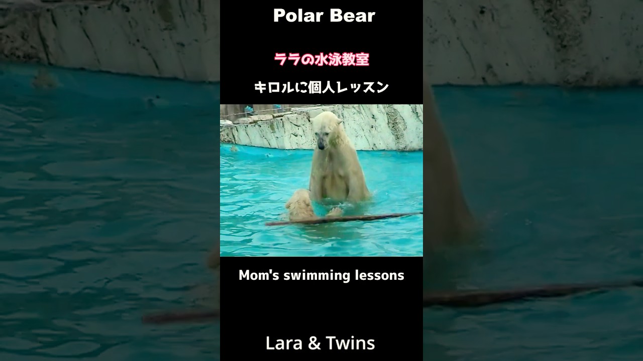 母にたくさん愛されたキロル #ホッキョクグマ #polarbear #ララ