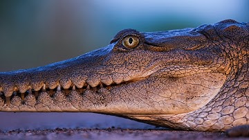 GFX100S II with GF500mmF5.6: "More than Full Frame" x Matt Krumins/ FUJIFILM