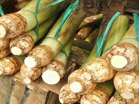 Ini Dia Manfaat dan Khasiat Tak Terduga Dari Umbi Talas Bagi Kesehatan
