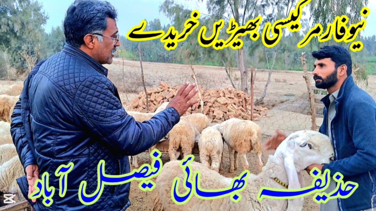 How to start a successful sheep farming business in pakistan?
