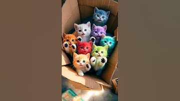 #cat #cats #kitten #kittens #meow #kitty #catlovers #shortfeed #shortvideo #viralvideo