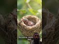 Beautiful Birds Nest #egzonibrahimi #birdhome #سورة_الإخلاص #nature #birds #nature #islamicprayer
