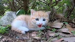Impressed Cat Video Youtube