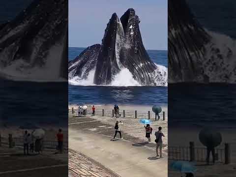 Video: Paus Muncul ke Permukaan dan Tenggelamkan Kapal di Pantai New Hampshire