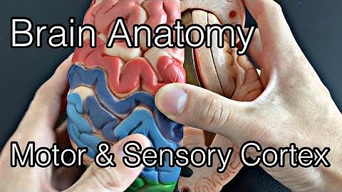 Anatomy of motor cortex and somatosensory cortex (English)