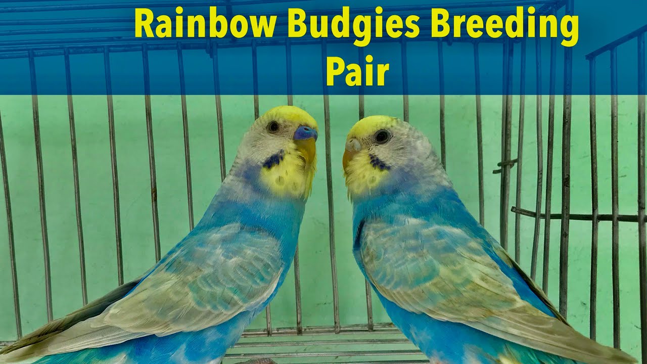 rainbow budgies for sale