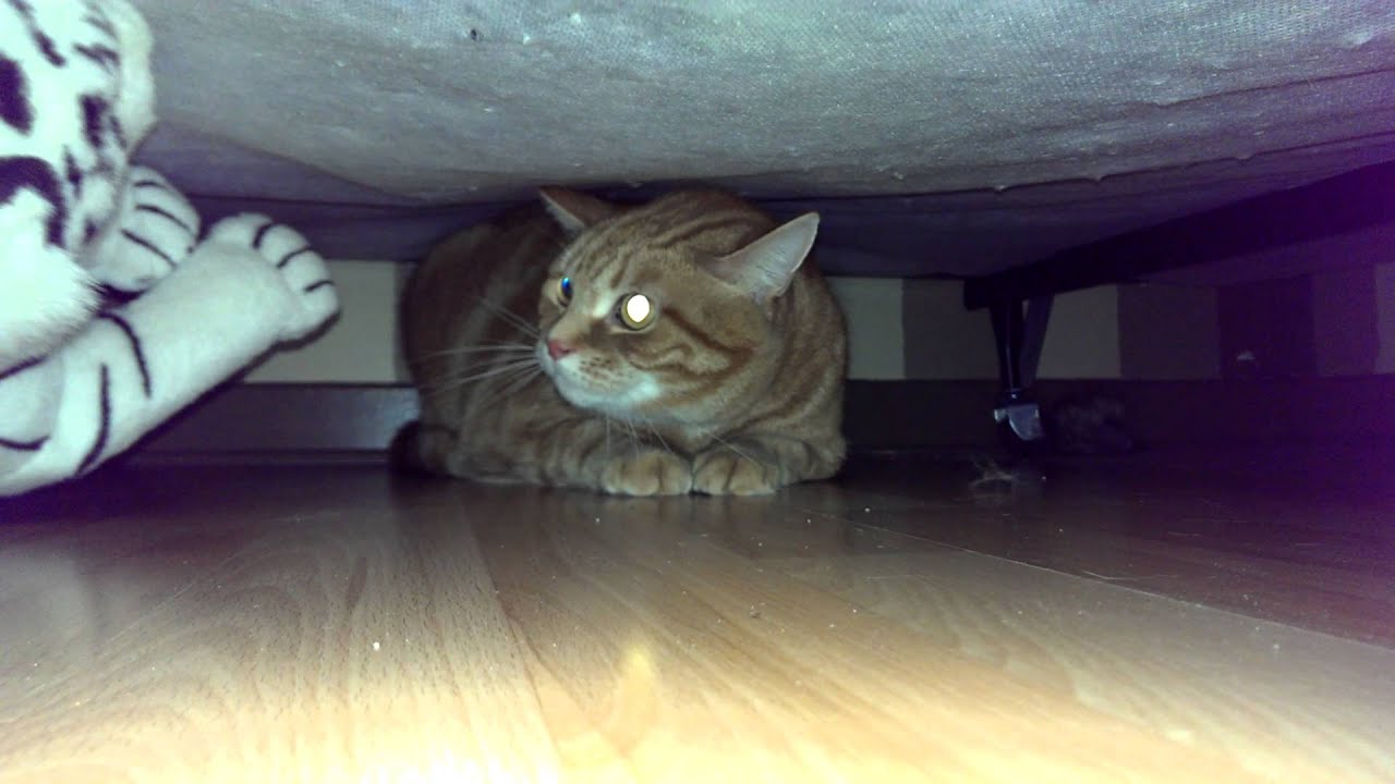 Don't pet this kitty!!! (2014) YouTube