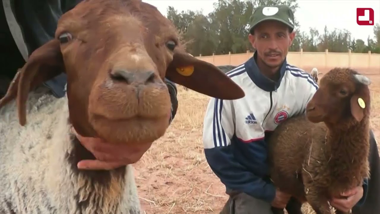 🔴النعامة.. برامج تحفيزية لحماية سلالة 