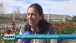 Ters Lale Görücüye Çıkmaya Hazırlanıyor