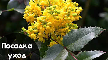 Посадка и Уход за МАГОНИЕЙ Падуболистной