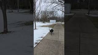Dog Walk Update 12/13/2025 #louisville #dog #walk #weather #autumn #fall #saturday