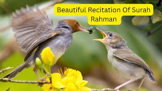 Surah Rahman | Full with Arabic | Beautiful Recitation | By Qari Abu Ubayda | SOFT VOICE | screenshot 4