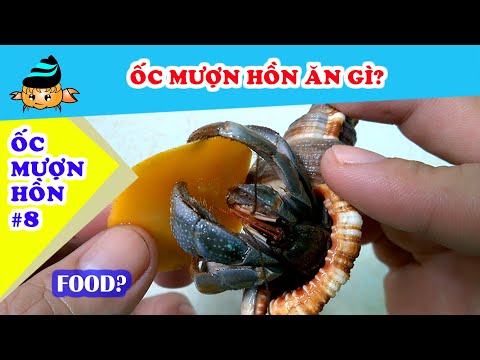 Video: Chọn vỏ cua Hermit