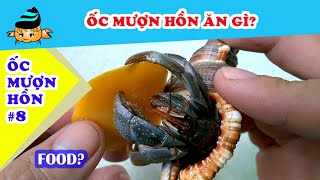 Ốc mượn hồn #8 - Ốc mượn hồn ăn gì? (Hermit crab #8 - What hermit crabs eat?)