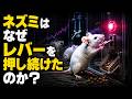 【禁断の脳実験】快楽を無限に与えられたネズミはどうなるのか？