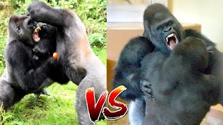 gorilla fights for territory #gorilla