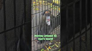 A Monkey Sees A Man With A Beard Er Than His Own And Has To Rethink His Whole Life