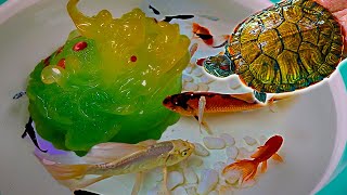 Turtle Sea Snail Crystal Frog Goldfish Cichlid Guppy Koi Carp Fish Ping Pong Pearlscale animal Video