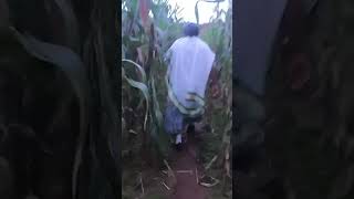 Best Ethiopian Old Azmari   Azmari Woreket  Album  Amharic Traditional   Collection