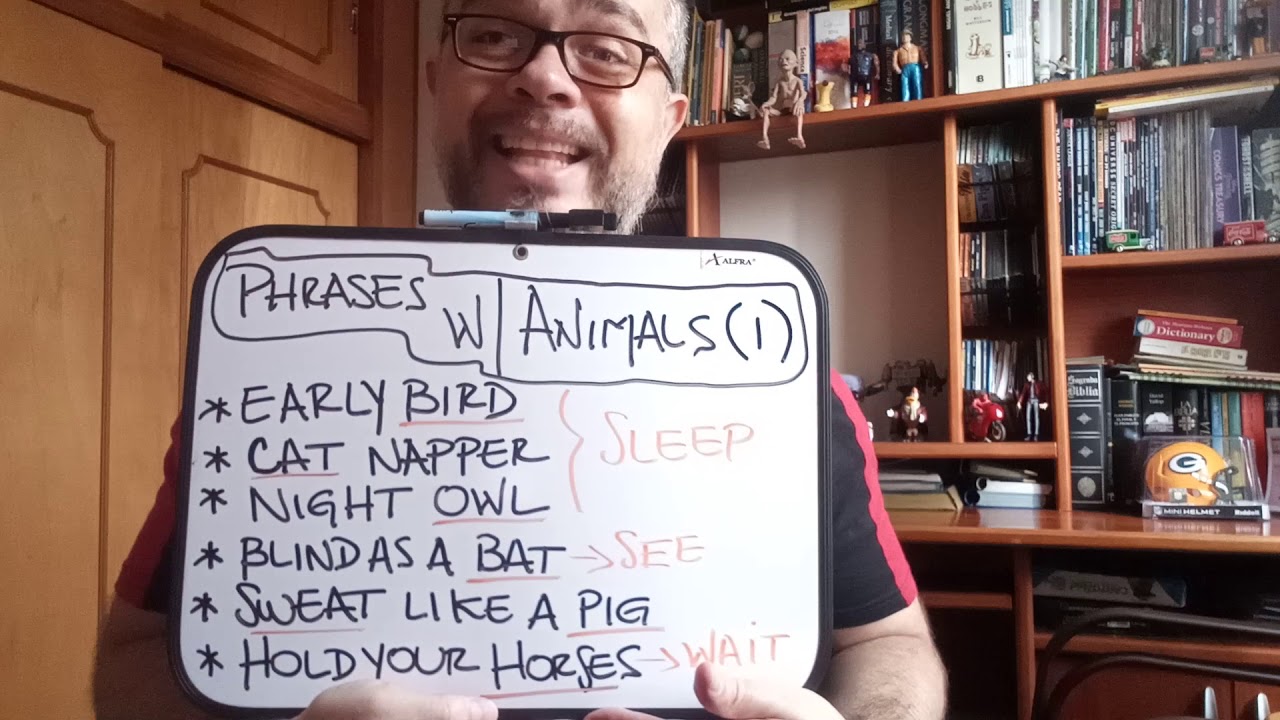 phrases-with-animals-1-youtube