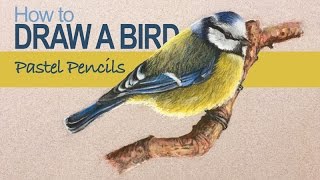 Pastel Pencils - How to Draw a Bird screenshot 3