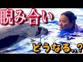 【驚愕】シャチと泳ぐトレーナー...どうなる？！　神戸須磨シーワールド　ステラ　トレーニング