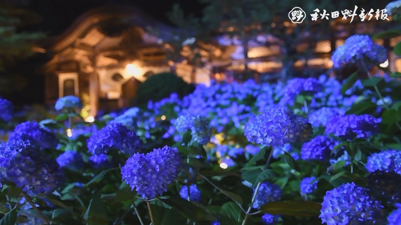 暗闇の中 深み増す青 男鹿のアジサイ寺 夜も人気 Youtube