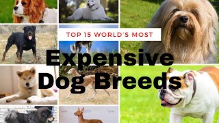 Top 15 World’s Most Expensive Dog Breeds
