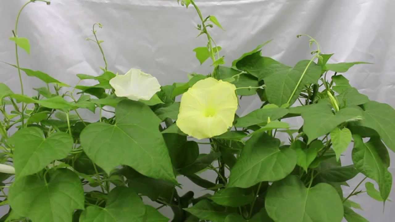 黄色い朝顔は絶滅したの 存在する 情報を色々集めてみました