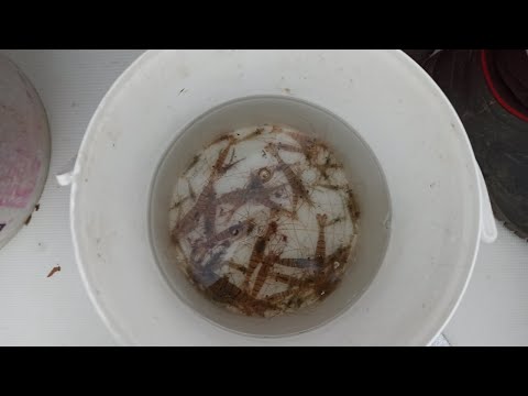 Igrajte V Fish Road Online Casino Na Spletu - Slovenian Players Welcome